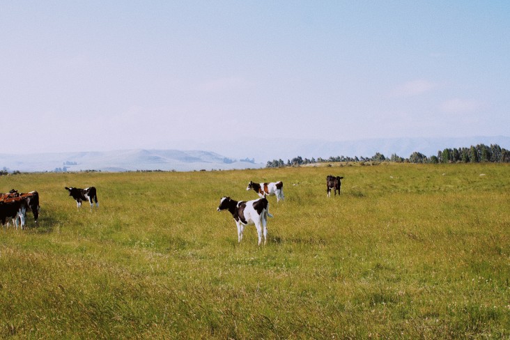 Cows on a field 